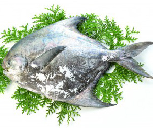 瀬戸内海産の新鮮な魚介
